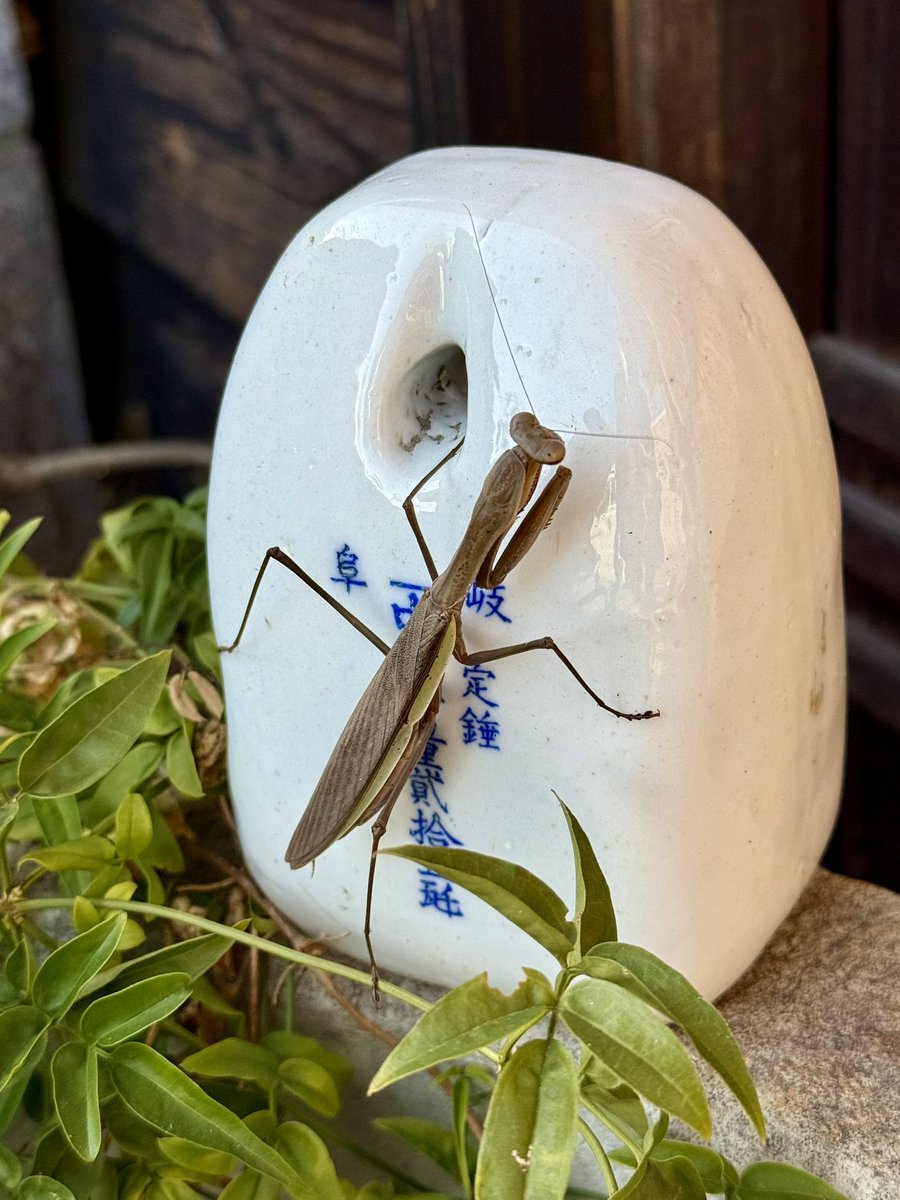 ふーさんページ♡⃜ ∣ժ̅˚Ʒ@【Soranooto】*°⌘𓂃 𓈒𓏸໒꒱7番 on X