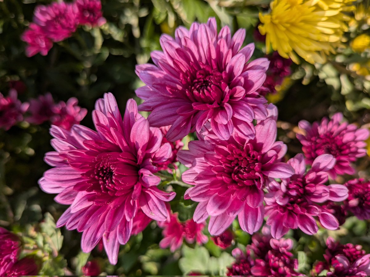 いちりん🌼💐 (@ichirin_MHMH) / Posts / X