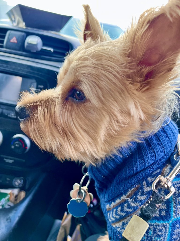 Teresa1004's tweet image. His mom is at our house so Carl and I took him to run errands and he loves Carl so he’s waiting for Carl to come out of the store. 
#missinghimalready #doglover #waitingforyou