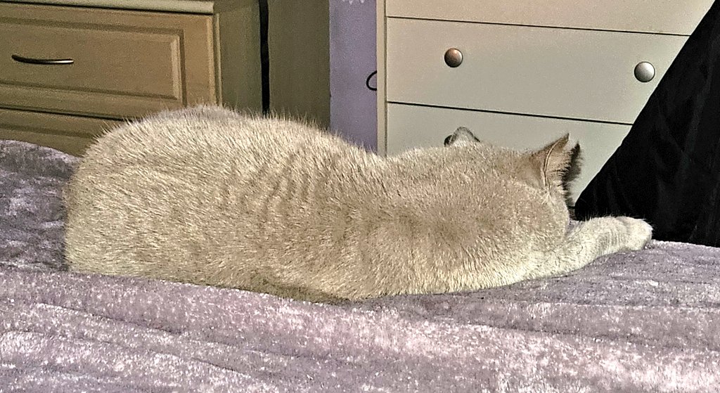 LilyRusty1's tweet image. ❤️🐈‍⬛️💞 Goodnight to all my fur friends sweet dreams 💤 love from Lily 💞🐈‍⬛️❤️

#CatsOfTwitter #CatsOnTwitter #Cat #cats #CatsAreFamily