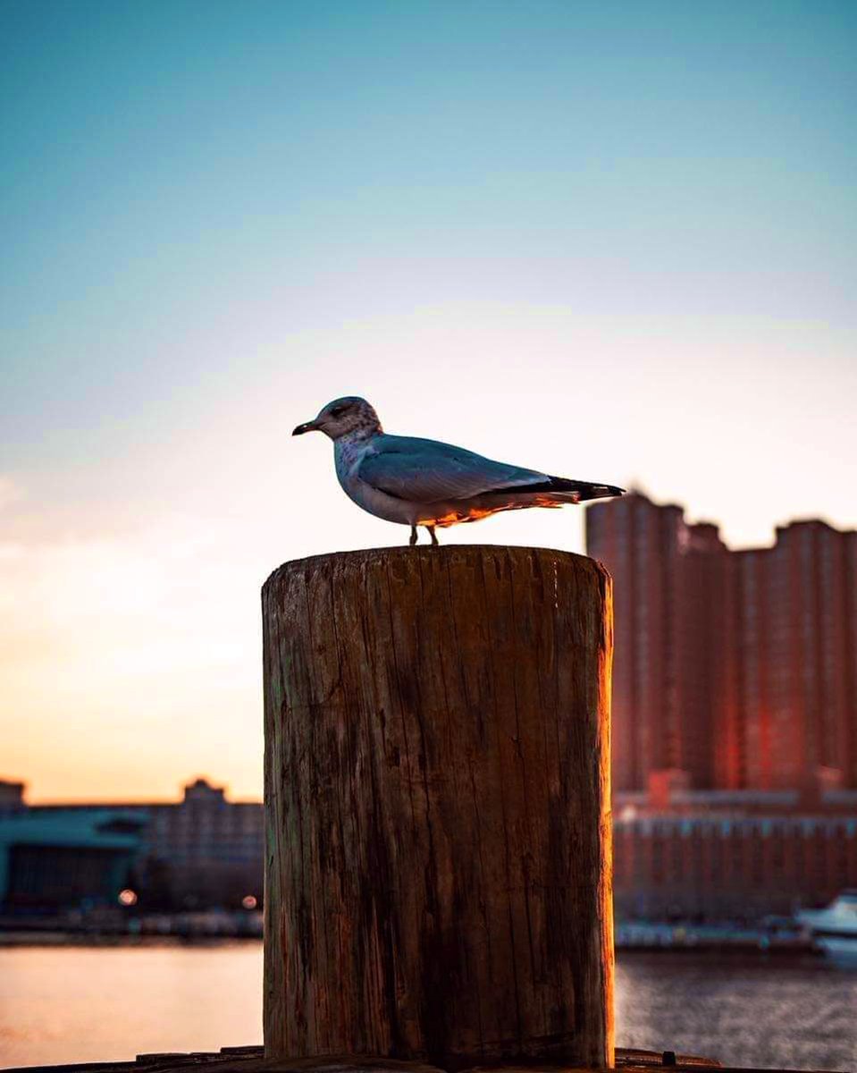 تموت جروحنا مادرىّ عن نزفها مخلوق 
مقابرها الضلوع ،،، وعزة النفس تدفنها..🥀🥀
