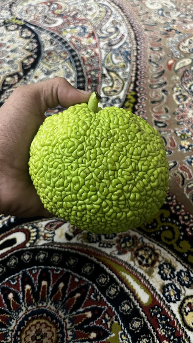 اساتید کسی میدونه این چه میوه‌ایه؟
بخوریم؟ نخوریم؟ ترشیش کنیم؟