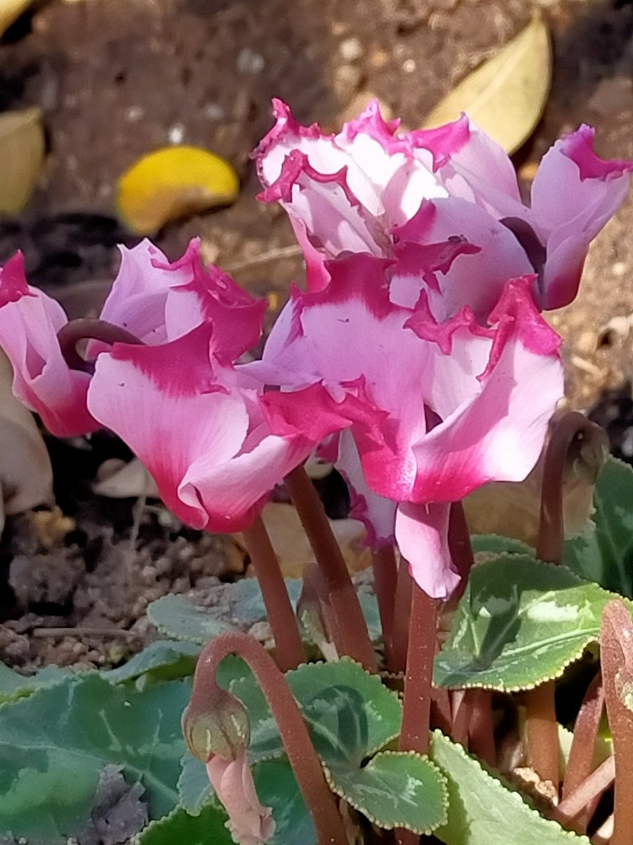 可南子みなみ on X