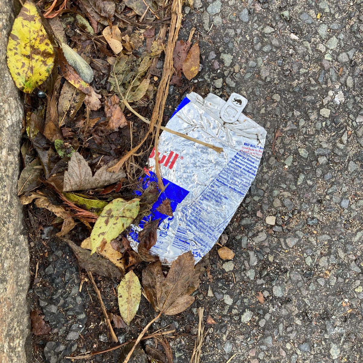 Red Bull can #1870: Flattened and with leaves, Woodside Park. #RedBull #Litter #LitterPicking #Recycling #KeepBritainTidy