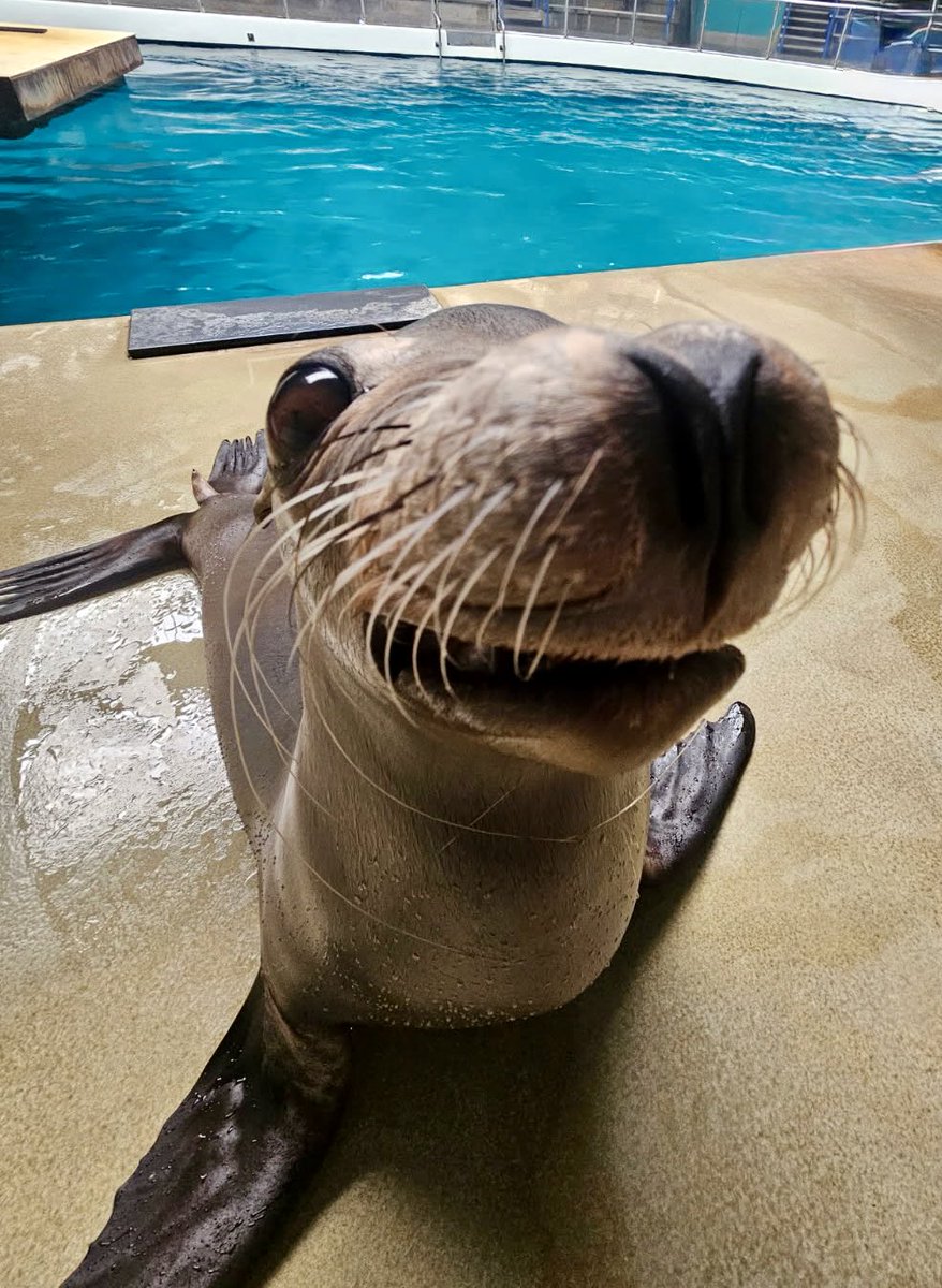 Sea lion smiles sliding into your Sunday timeline!