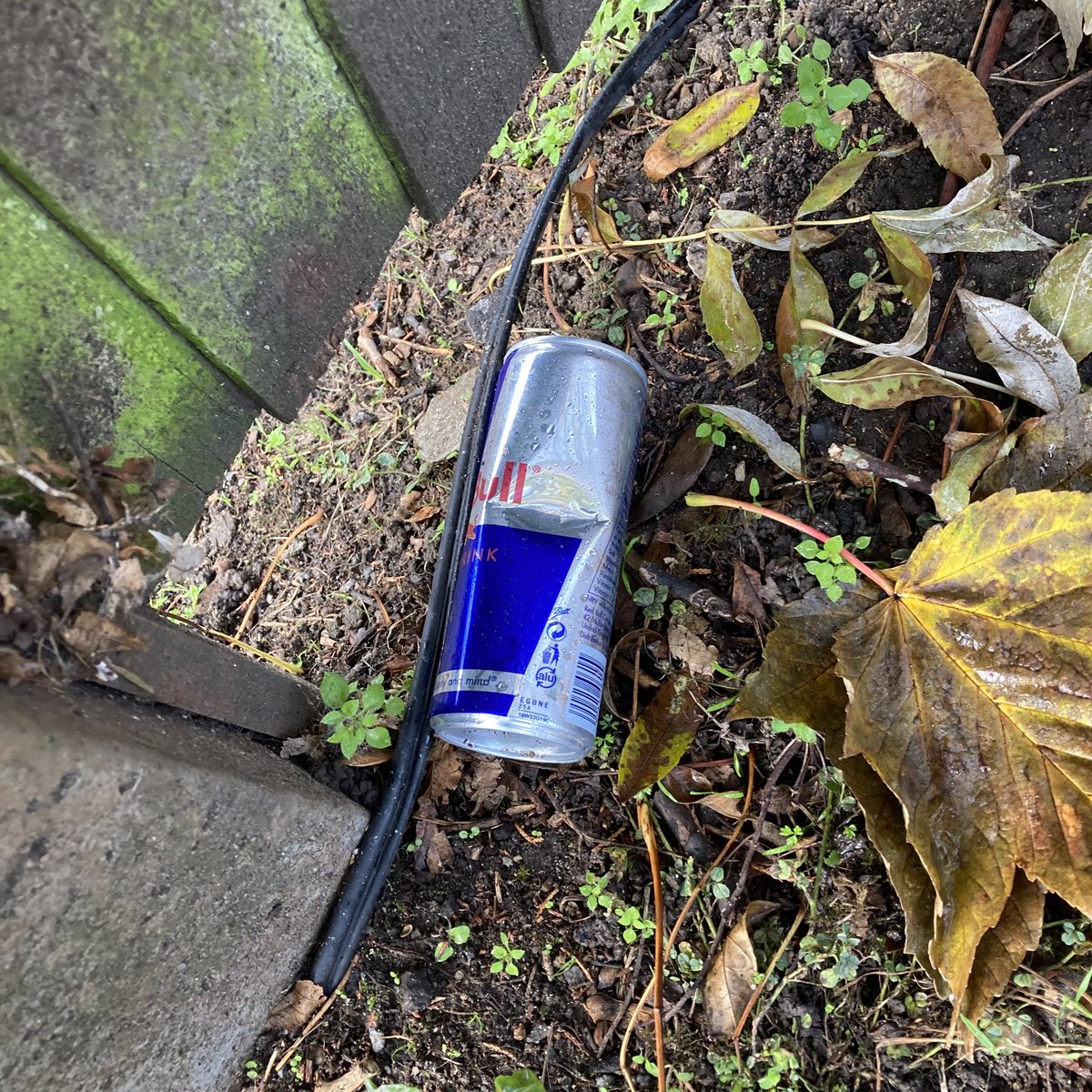 Red Bull can #1869: By a fence in Woodside Park. #RedBull #Litter #LitterPicking #Recycling #KeepBritainTidy