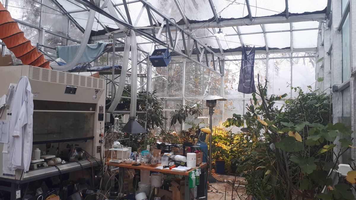Indole245's tweet image. Cozy lab ready for the winter season...many new chemicals to come in the new year as well.

*3-HOMeaMPP ready for testing!

#greenhouse #researchlab #lab #laboratory #chemistry #innovation #chemicalsynthesis #syntharise #molecules #drugdiscovery #Development #synthesis