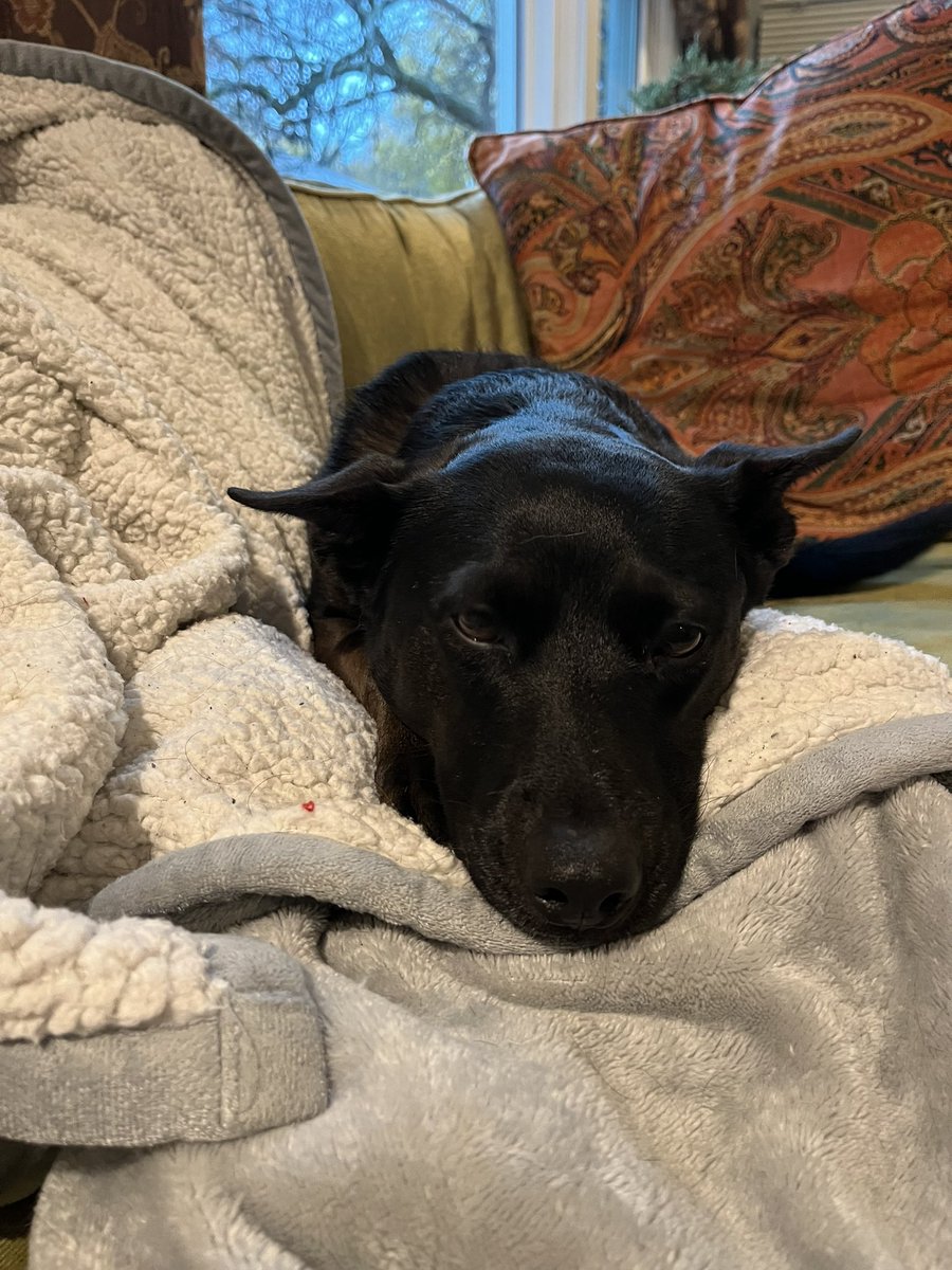 Elizabeth Meisenzahl tweet media