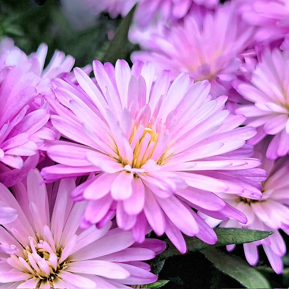 皆様、おはようございます❗

今週も宜しくね～🐤🎵

#おはよう
#フォロバ100