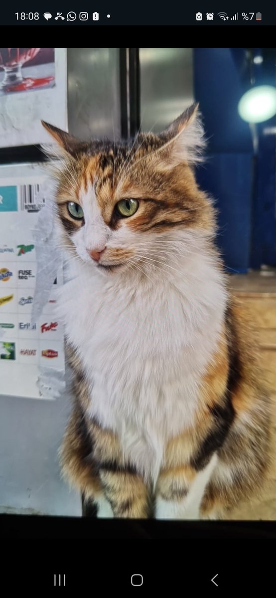 BU KIZI NE YAPTINIZ? 

5 yıldır <a href="/bimturkiye/">BİM Türkiye</a> nin Bağcılar'daki şubesinin kapısında duran, oraların maskotu ve alışveriş yapma nedeni olan kedi yaklaşık bir hafta önce BİM'de bölge sorumlusu olduğu bildirilen Hakkı isimli şahıs tarafından alınıp Esenkent (Esenyurt) deposuna