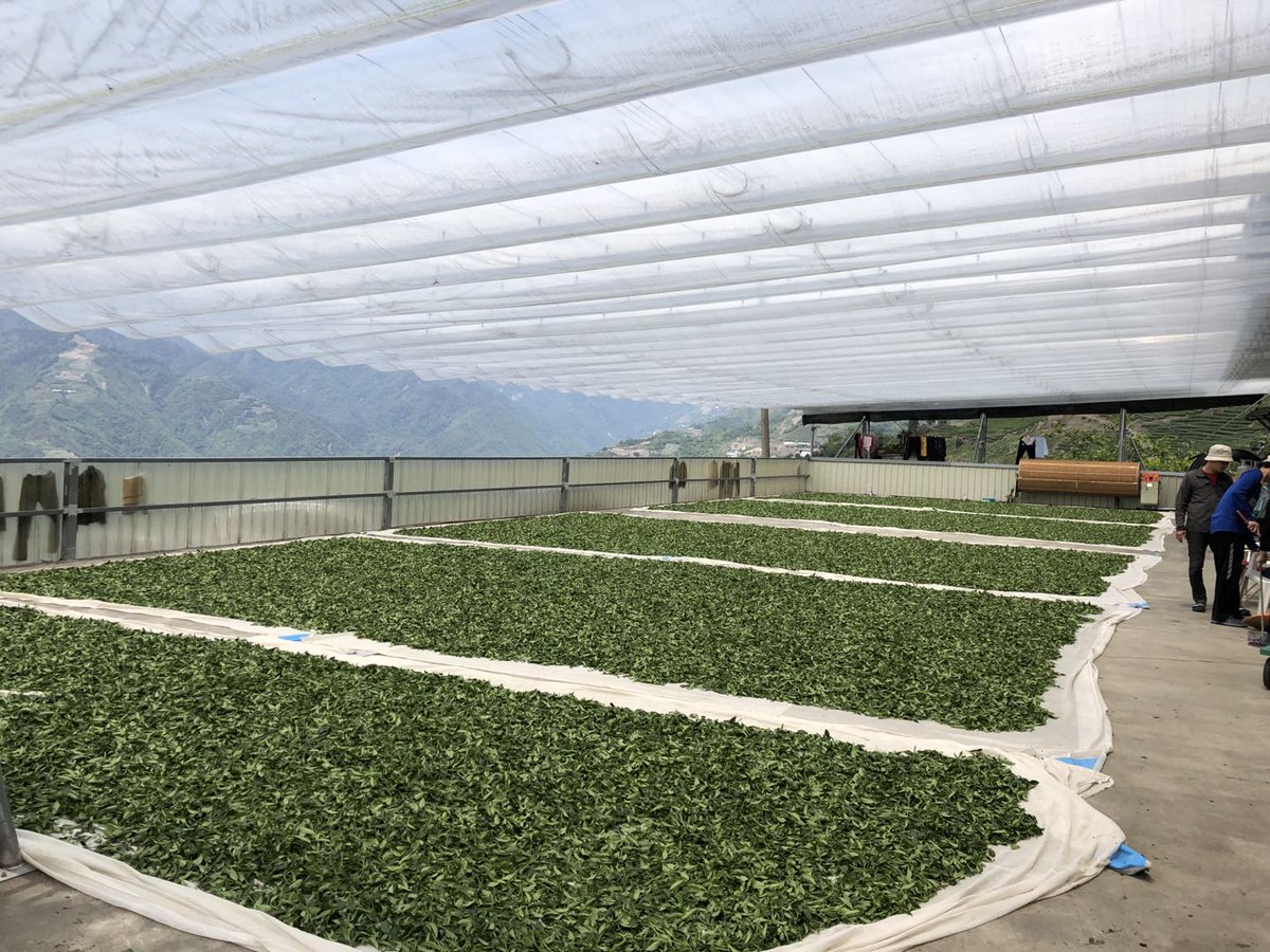 Shanlinxi Gaoshan Oolong 🆕 - mailchi.mp/teamania/shanl…