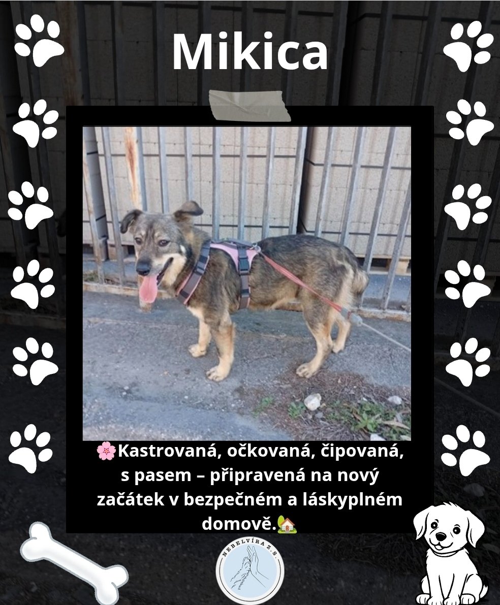 Nebelvirazs's tweet photo. VÍCE INFO O PEJSKOVI A DALŠÍ PEJSCI NA https://t.co/lJzw2Nw3ZF

📩 adopce.nebelvira@gmail.com

🩵Pomoc 2502933846/2010

KAŽDÝ LIKE, SDÍLENÍ A FOLLOW POMŮŽE🩵🐕

#adopce #utulek #peskadopci #adoptujnekupuj #adoptuj #pes
#Adopce #PesBezDomova #ZachraňZvíře #nekupujadoptuj https://t.co/dK8iulBeTO
