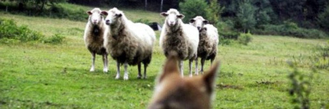 ciprianreyes's tweet image. Si perdona al LOBO 🐺 sacrifica a las OVEJAS 
Despierta República Dominicana 🇩🇴 
#TodoElPoderParaElPueblo 
#CiprianReyes2028