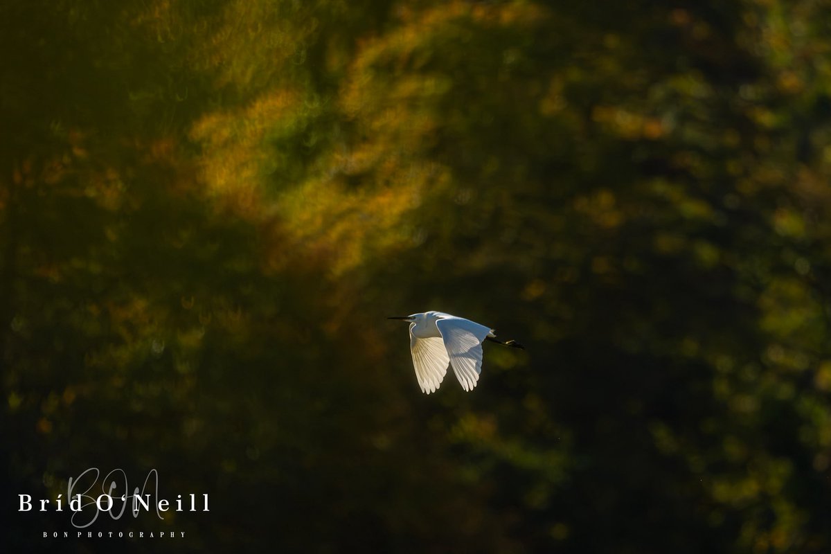 NeillBrid's tweet photo. Fading autumn sunshine on the river nanny as this beautiful egret flew by.

#BONPhotography #fadinglight #autumnalcolours #autumnalvibes #egret #coastalbird https://t.co/zg1nqXrAJw