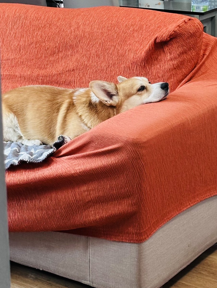 hoos_yerdaddy's tweet image. Sunday mood
.
.
.
#cheddar #corgi #welshcorgi