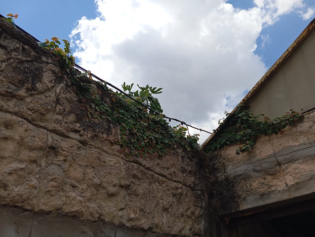 Vivitarantinook's tweet photo. @emilianobursese otra vez consejal dejando de lado a los vecinos se Gerli, cuando se va a ocupar de la planta que rompe mi techo? https://t.co/1GWoFahiXg