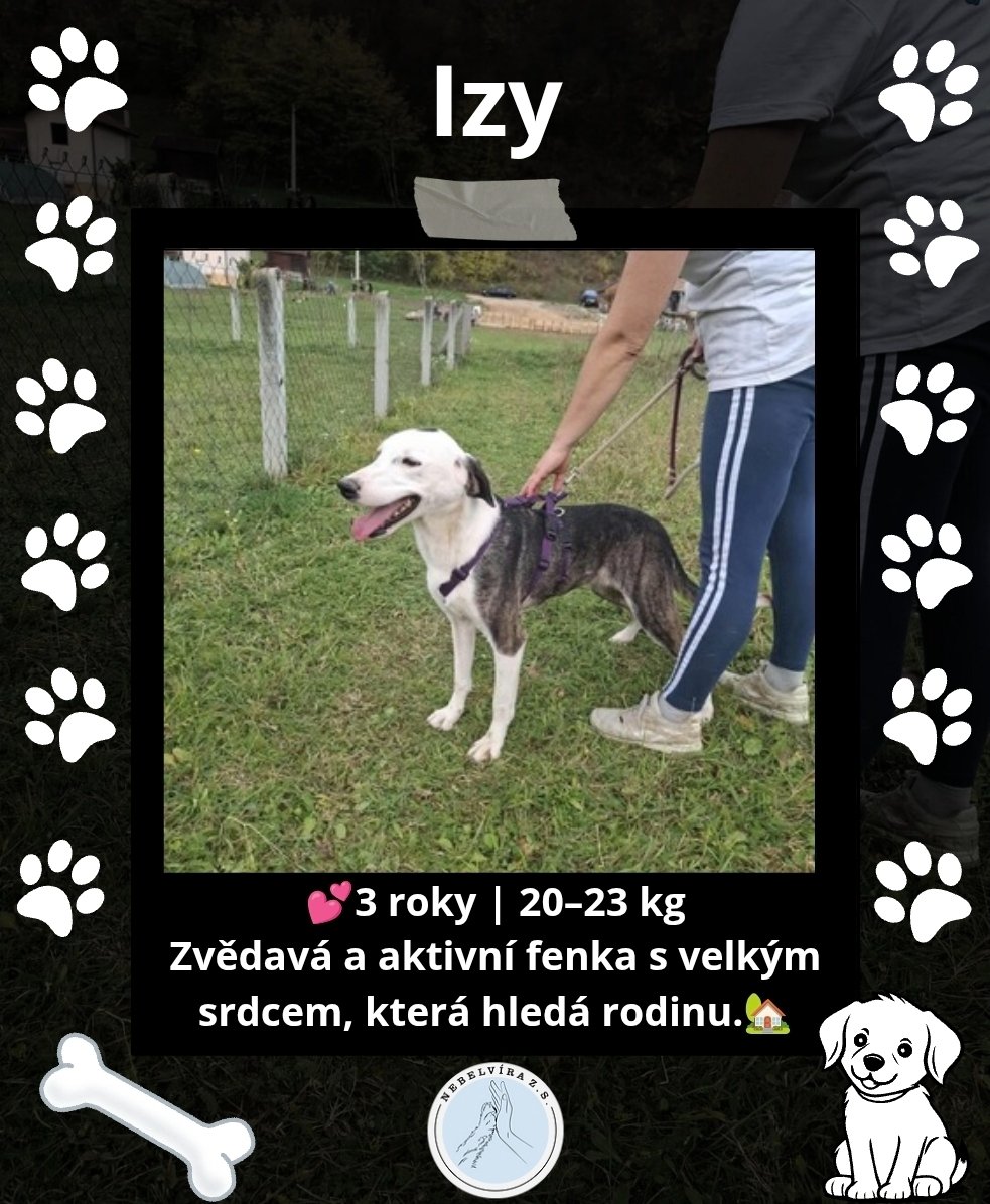Nebelvirazs's tweet photo. VÍCE INFO O PEJSKOVI A DALŠÍ PEJSCI NA https://t.co/lJzw2Nw3ZF

📩 adopce.nebelvira@gmail.com

🩵Pomoc 2502933846/2010

KAŽDÝ LIKE, SDÍLENÍ A FOLLOW POMŮŽE🩵🐕

#adopce #utulek #peskadopci #adoptujnekupuj #adoptuj #pes
#Adopce #PesBezDomova #ZachraňZvíře #nekupujadoptuj https://t.co/b4tlIaodF3