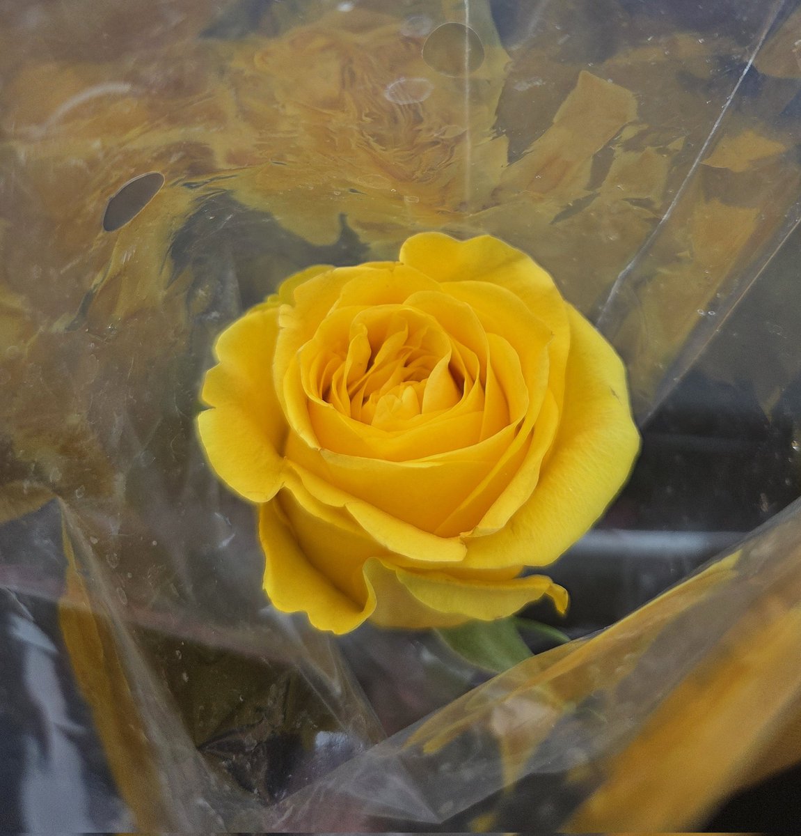 berniesaur's tweet photo. Bought a rose for funzies 🌹 https://t.co/2n42lQJR0x