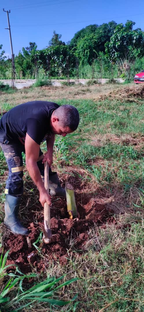 EcasaHabana's tweet photo. Para las manos que trabajan la tierra, no hay distinción entre domingo y lunes. Su labor es un regalo diario. Agradecer a quienes, con tanto sacrificio y amor, se dedican a la noble tarea de cultivar nuestros alimentos.
#OrganopónicoDeLaAviación
#JuntosCultivamosFuturo
#AIJM https://t.co/7KZOgEKA4i
