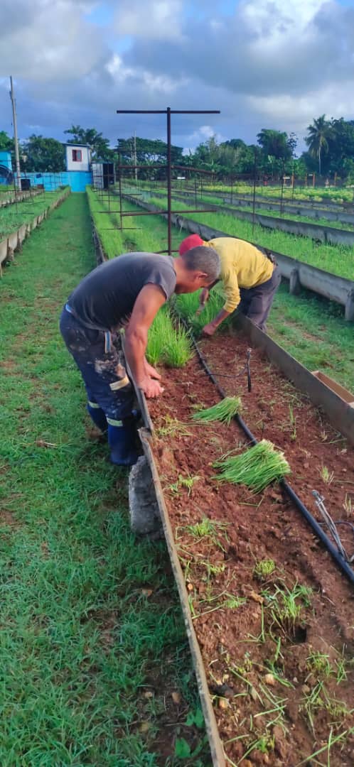 EcasaHabana's tweet photo. Para las manos que trabajan la tierra, no hay distinción entre domingo y lunes. Su labor es un regalo diario. Agradecer a quienes, con tanto sacrificio y amor, se dedican a la noble tarea de cultivar nuestros alimentos.
#OrganopónicoDeLaAviación
#JuntosCultivamosFuturo
#AIJM https://t.co/7KZOgEKA4i