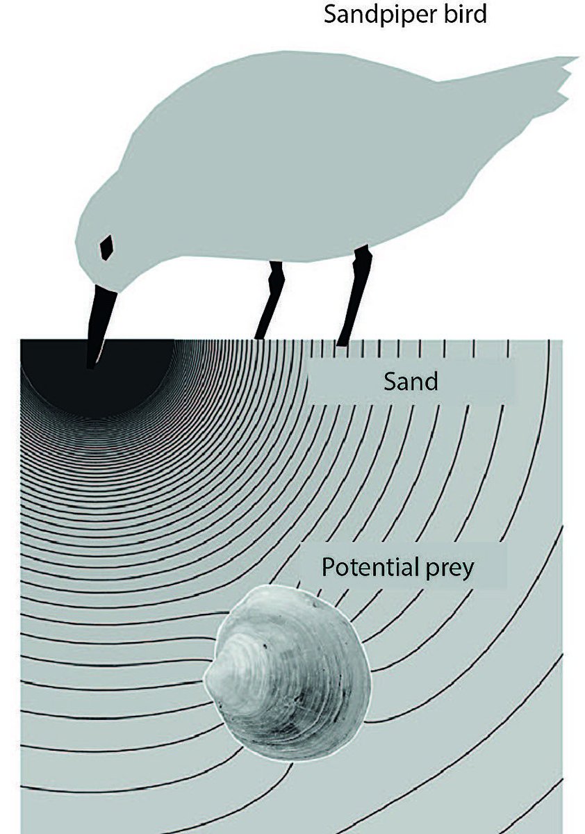 jessemparker's tweet photo. Twitter update: scientists now say humans have a seventh sense, we can detect what is under the sand, like shorebirds! https://t.co/1PIo2ScnOL