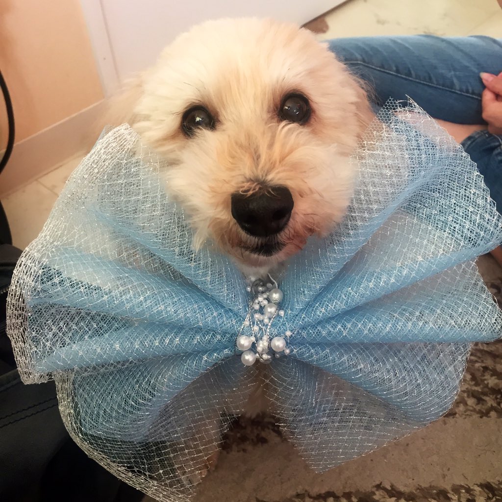 Mini_DF's tweet image. リリー🌈五周忌

長くもあり短くもあり...
生まれ変わり？
貴方が授けてくれた宝は5歳に
変わらずの愛で包まれてるよ❤️
#秘密結社老犬倶楽部天国支部
#ダップーMIX