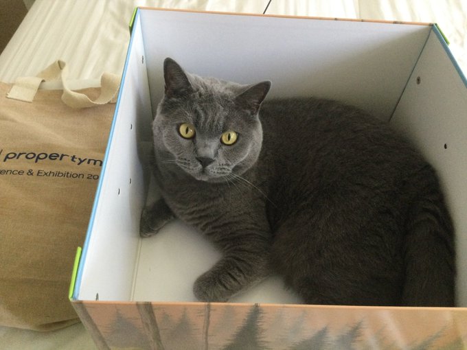 SusanCalman's tweet photo. Susan's #CatsOfTheDay is Albert.

Thank you @DHS01 for sharing this pic! https://t.co/kYqEYqC6Uq