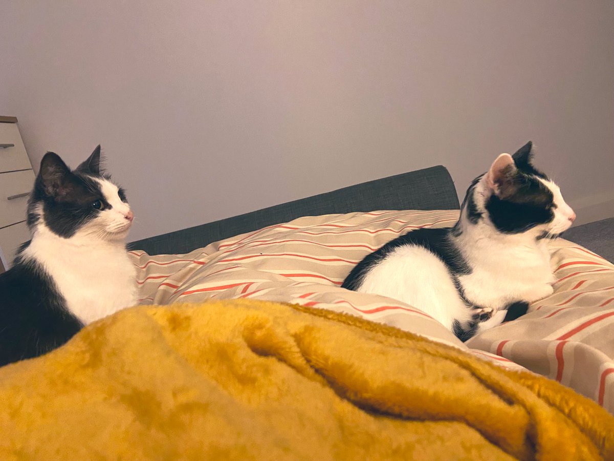 Freddie & Evie 🖤🩶🤍 tweet media