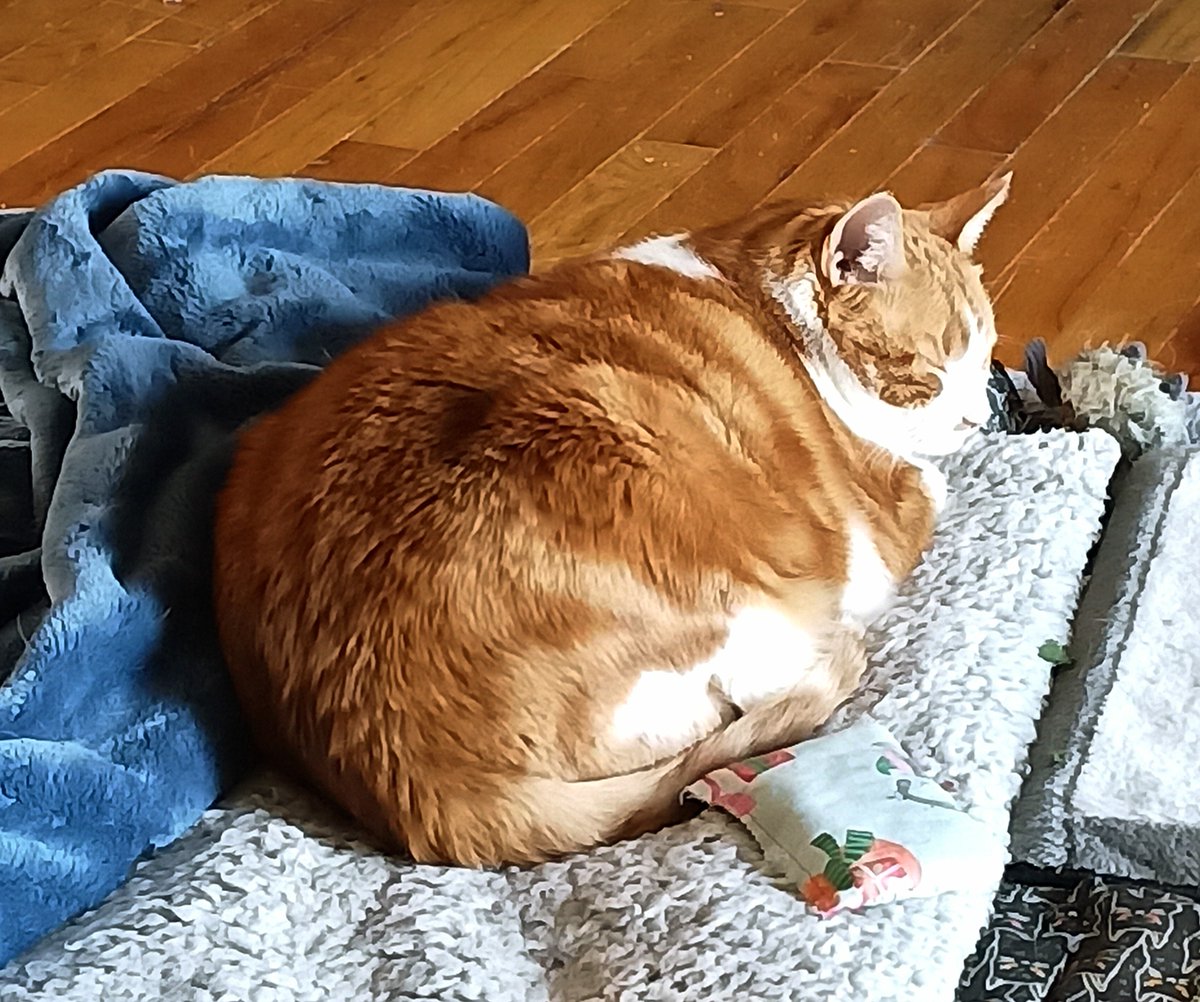 #ZSHQ <a href="/catsrule0/">Marie Choo Choo, married to Chalky</a> <a href="/dora_nlk/">Dora K</a> <a href="/parham1961/">jackie parham</a> <a href="/LBisaillon/">Chowsie</a> @bloomNight2 <a href="/marisbellamy1/">Maris Bellamy</a> <a href="/Vanessaandcats1/">Vanessa Taylor</a> <a href="/GailCarangelo/">Gail K. Carangelo</a> <a href="/MauSupercat/">House of Mau</a>  <a href="/JennyNicholas4/">Jenny,Saffy,Tigger,Fizbo an Twerp da Canary</a> <a href="/Lindsayph6/">Lindsayph</a> 
<a href="/AviwhiteGSD/">Angel Avi🌈😇❤️</a> 
 Cuddled up on my heat reflecting throw and enjoying a nap.  Have a great Sunday 💕☺️