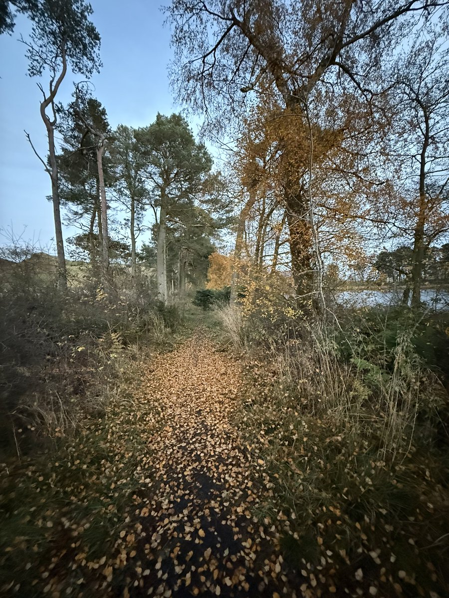 Lovethisland_'s tweet image. Autumn gloaming. Bowden Loch. Scottish Borders.

“I miss you most of all my darling
When autumn leaves start to fall…”

#Borders #ScottishBorders #eveningwalk #Scotland
