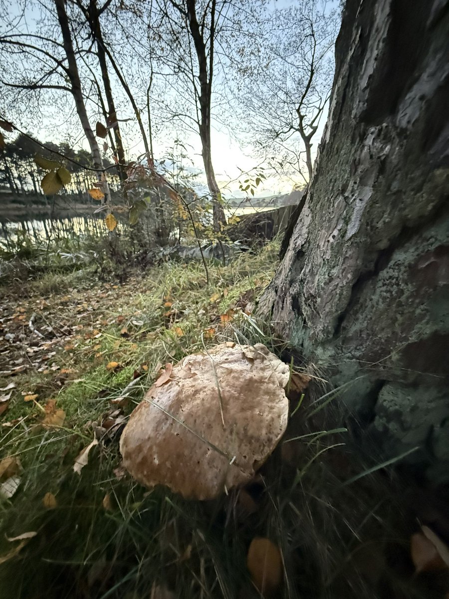 Lovethisland_'s tweet image. Autumn gloaming. Bowden Loch. Scottish Borders.

“I miss you most of all my darling
When autumn leaves start to fall…”

#Borders #ScottishBorders #eveningwalk #Scotland