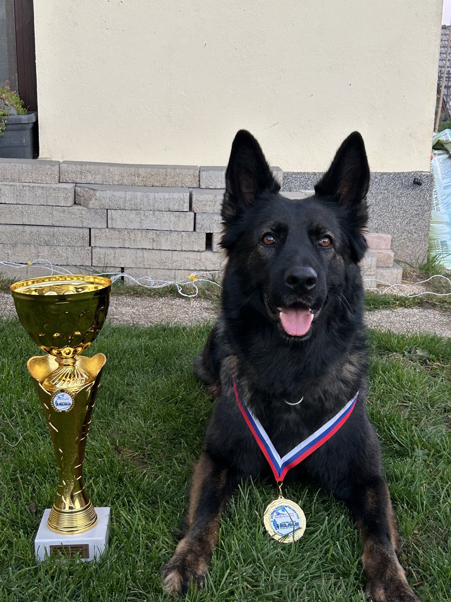 Z mojo psičko GULLI LENGY sva danes na #9.DRŽAVNOPRVENSTVO ŠOLANIH PSOV - FCI IGP CACIT v Gorečji vasi “prislužila” pokal za najboljši rezultat v disciplini A (sled).