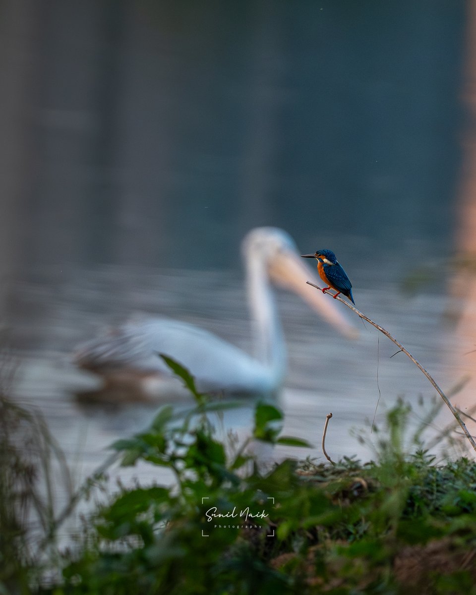 When patience meets perfection — a kingfisher waits, as a pelican drifts into the golden light.

📍Bangalore
#Bangalore #wildlife #birds #photography #sonyalpha #natgeoindia #natgeo #createwithsony