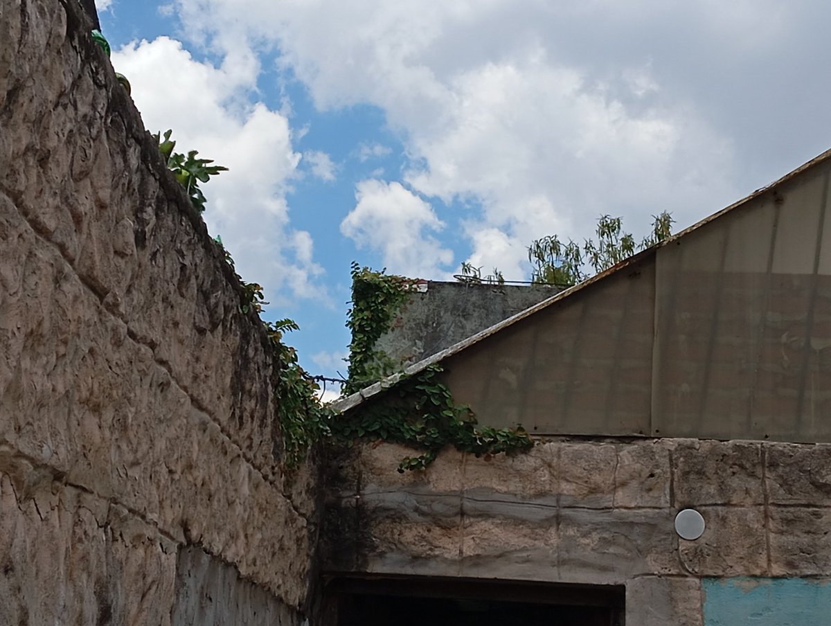Vivitarantinook's tweet photo. @lanusmunicipio @emilianobursese por favor señor consejal corte las plantas de su casa me están rompiendo los techos, se lo pido por favor #desidia https://t.co/h99QPg30om
