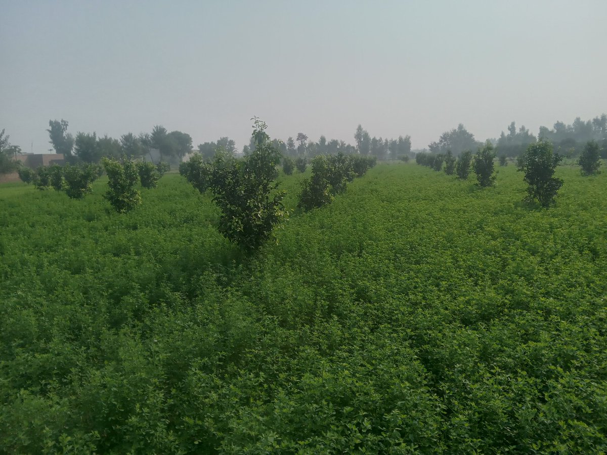 blueluck18's tweet photo. Pakistan farmer's friend
https://t.co/KMCLX3QXBD 
Own your products on your market. https://t.co/sWcDgRiz1d