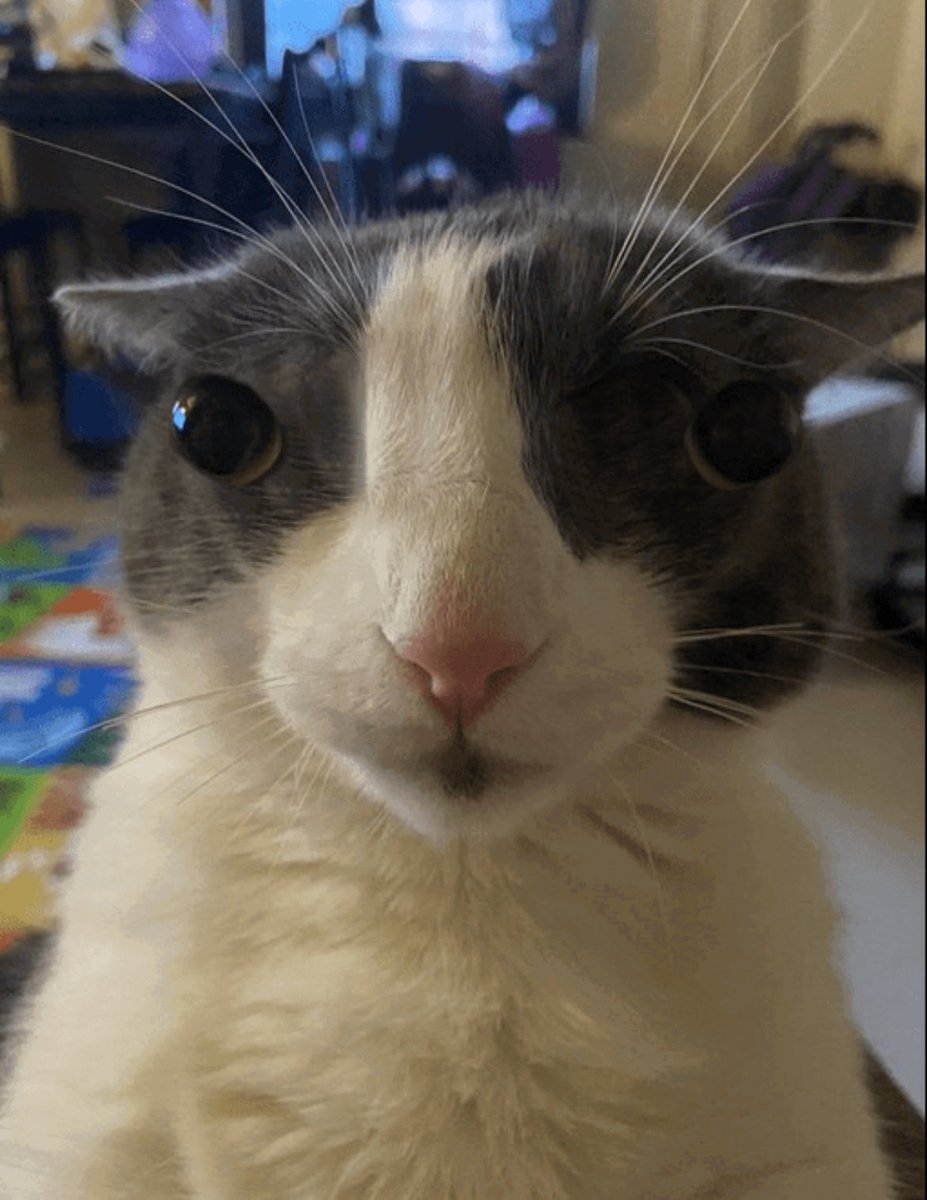 Mittens_YT tweet media