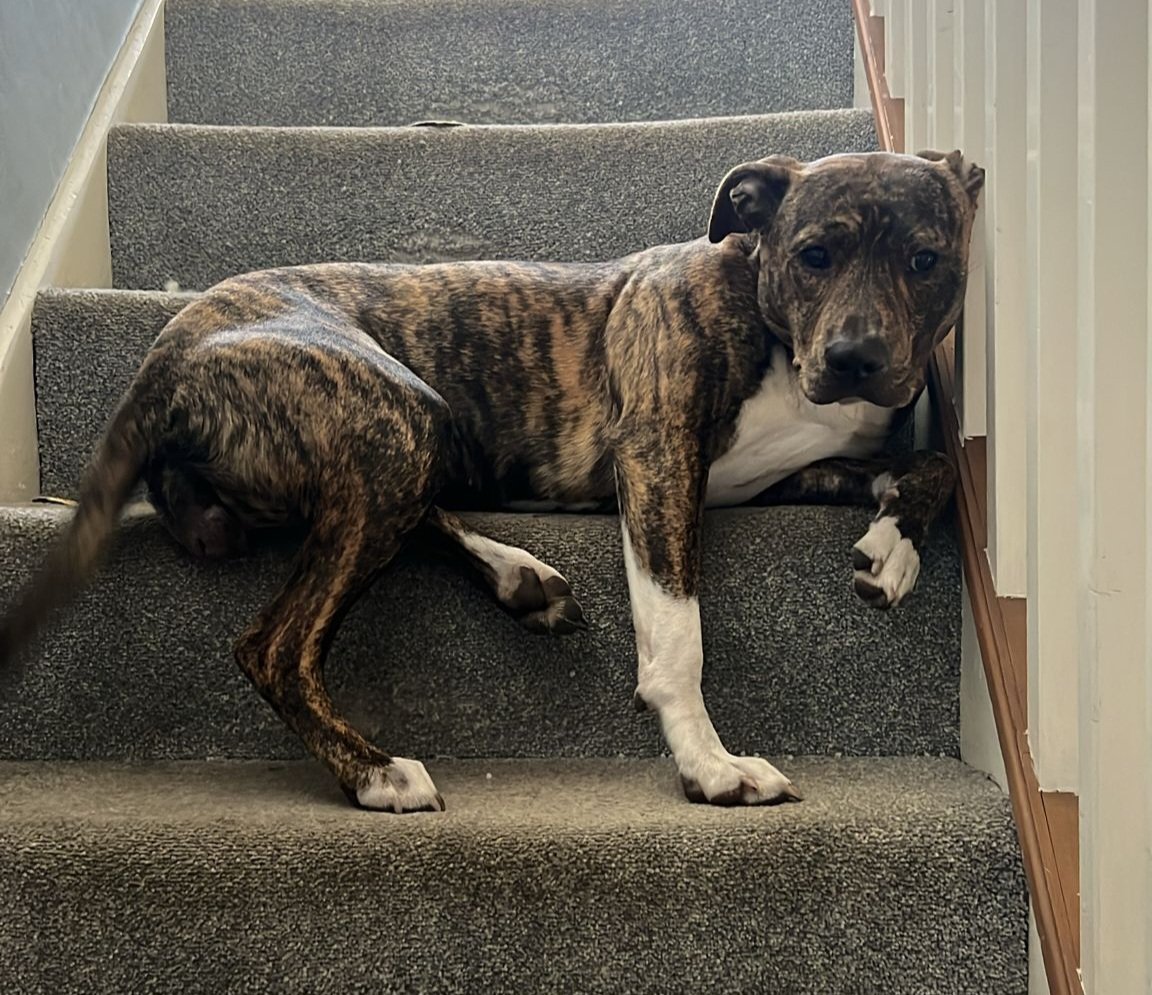millypod1's tweet image. 🆘8 NOV 2025 #Lost Lola #ScanMe
YOUNG Brindle &amp;amp; White Cross Breed Female
Blake Avenue #Barking #IG11
County #GreaterLondon
She ran off through the back garden where the train rails are
doglost.co.uk/dog/200825