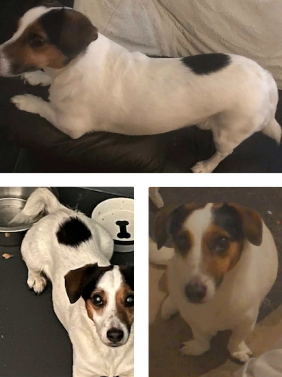 🆘8 NOV 2025 #Lost BELLE #ScanMe
ELDERLY Jack Russell Terrier Female
Cochrane Avenue #Ardwick/ #Longsight #M12
County #Manchester #GreaterManchester
doglost.co.uk/dog/200827