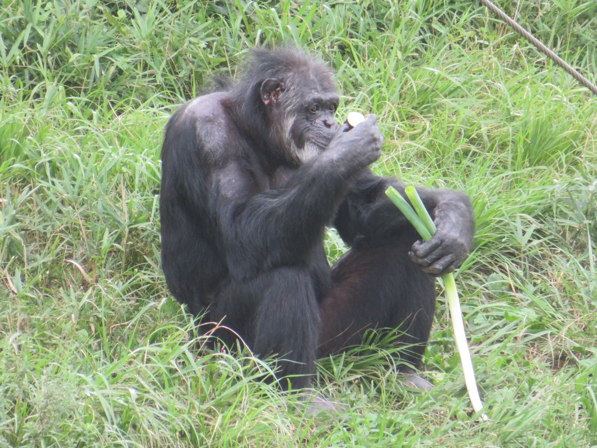 溝上万里央 on X