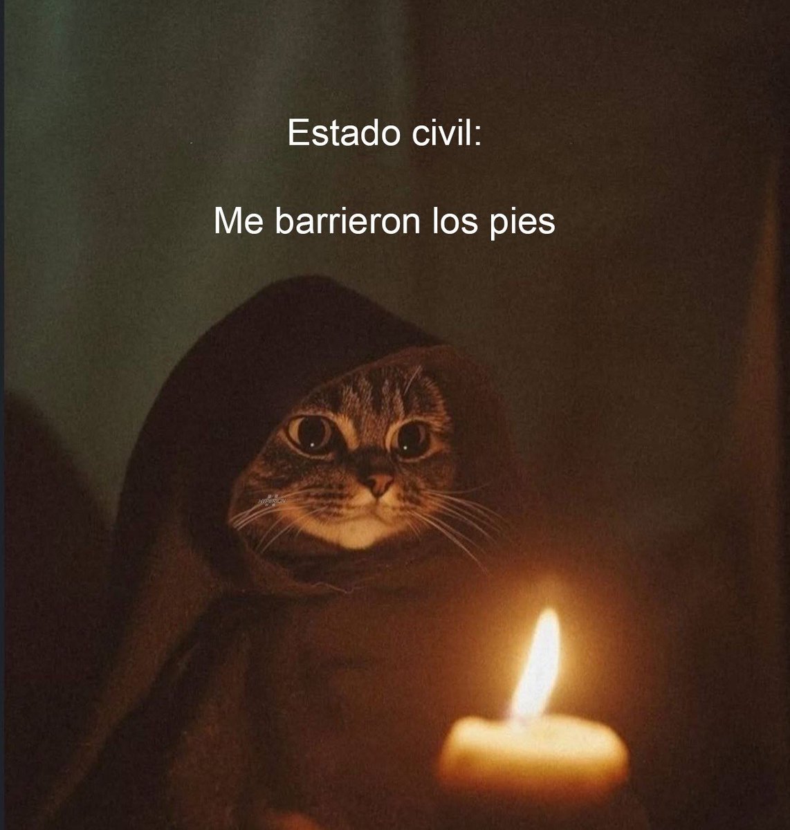 Nooooooo 🐱, image size:1142x1200