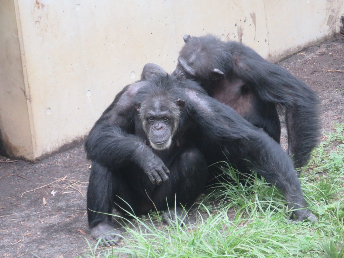 ヤマネとチンパンジー Nahoko Tokuyama on X