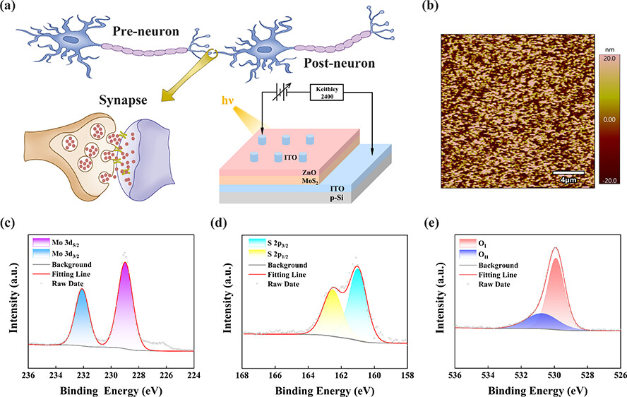 bravo_abad's tweet image. Neuromorphic vision with optical synapses

Most machine-vision systems today still follow a von Neumann pipeline: light is captured by a sensor, digitized, shipped to memory, and then processed by a compute unit. The problem is not the algorithms—it’s the movement of data.…