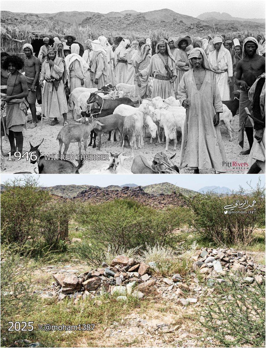 moham1387's tweet image. مقارنة حديثة لصور التقطها الرحالة البريطاني ثسيجر لسوق &quot;ثلاثاء عمارة&quot; حين كان عامراً بأهله قبل 80 عاماً.

موقع السوق في تهامة بالقرب من وادي يبه، محافظة العرضيات.
#تراث_السعودية
م / Pitt Rivers Museum