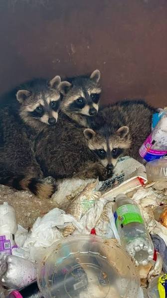 cOexist VANTAGE tweet media