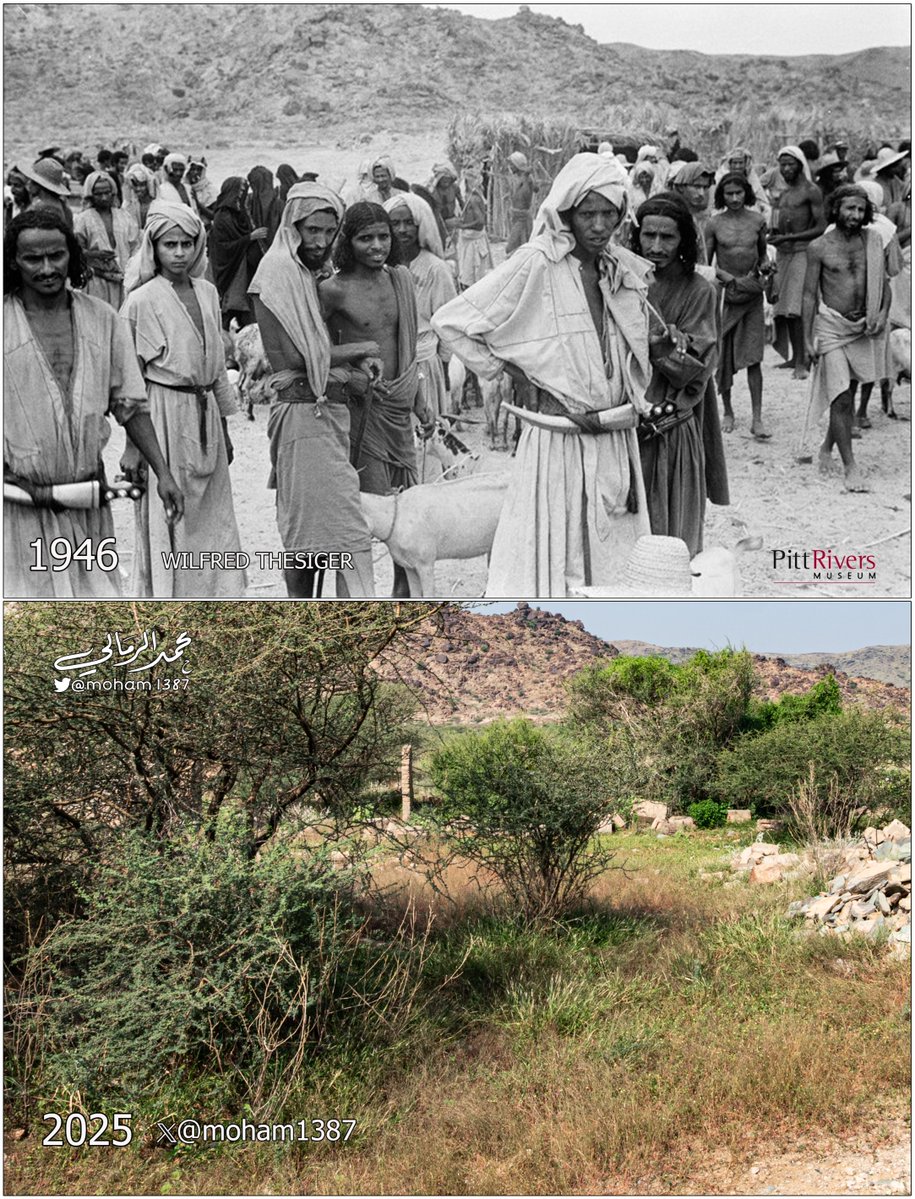 moham1387's tweet image. مقارنة حديثة لصور التقطها الرحالة البريطاني ثسيجر لسوق &quot;ثلاثاء عمارة&quot; حين كان عامراً بأهله قبل 80 عاماً.

موقع السوق في تهامة بالقرب من وادي يبه، محافظة العرضيات.
#تراث_السعودية
م / Pitt Rivers Museum