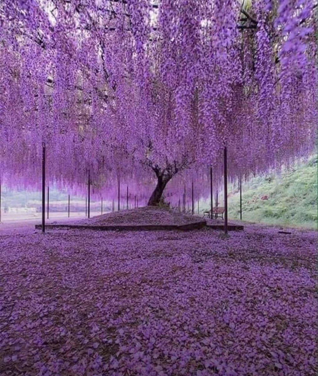 Exoplanet...
200 year-old Wisteria in Japan
By ash-andvibes