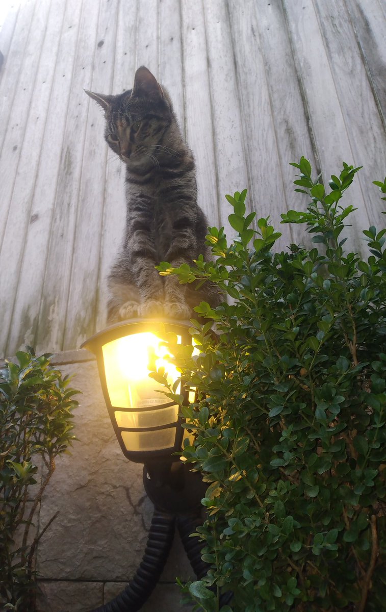 Yemegini benimle paylaşmazsan burdan öyle bir uçarım  bakışı 
Tamam kral sensin(korktum:))😻
#İyiakşamlar ☕️🦅🇹🇷