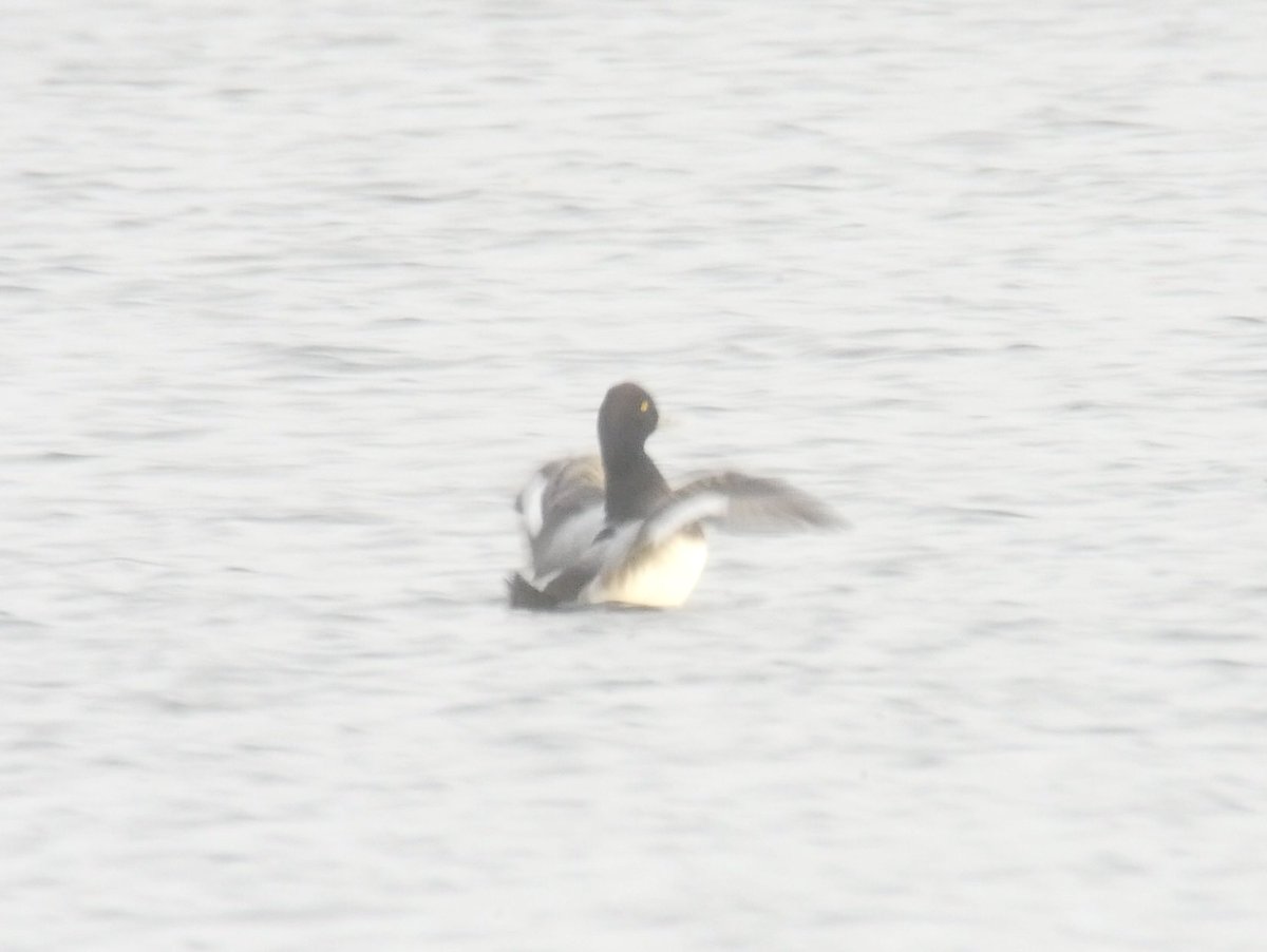 Mikeilett's tweet photo. After a call from @steveblain questioning the Id of the Scaup at Broom I quickly arrived and was met with this 1st for Bedfordshire - Lesser Scaup - after 2 hours finally clinched the Id with a nice view of the open wing https://t.co/nxfFtdLE4K
