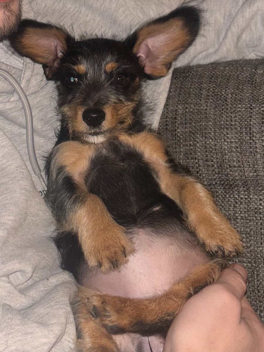 🆘8 NOV 2025 #Lost Whinni #ScanMe
YOUNG Dachshund Cross Female #PUPPY
Near Upshire Hall dog boarding and Ciara grooming on Southend Lane #WalthamAbbey #EN9 #Essex
Very small puppy, wearing a pink fluffy jumper
what 3 words location: pulled.tour.camp
doglost.co.uk/dog/200829