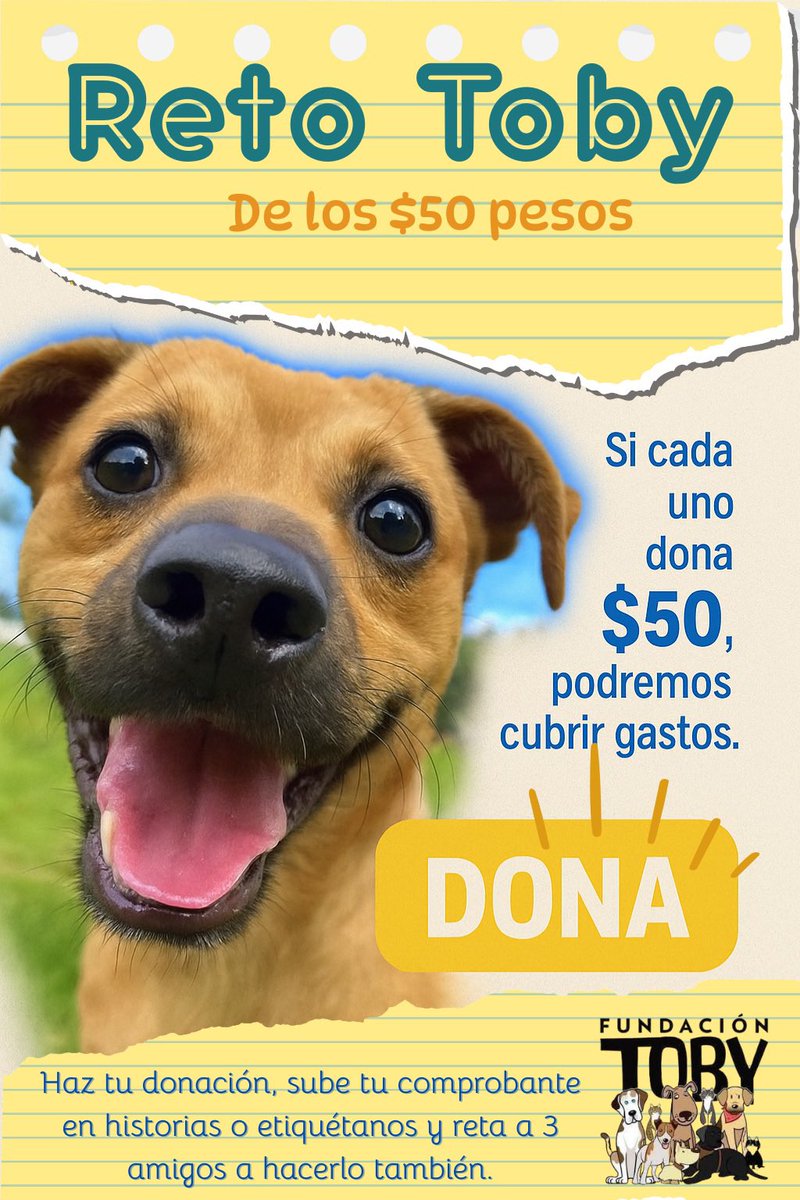 FundacionToby's tweet image. Querida comunidad!!

Los donativos se han detenido pero el refugio y los gastos no.

Hemos logrado juntos muchas cosas buenas, hoy de nueva cuenta pedimos un poco de tu empatía y cariño para poder seguir.

Únanse al reto amigos!!
Compartan y reten a otras personas 
🩵🙌🏼🐾✨…